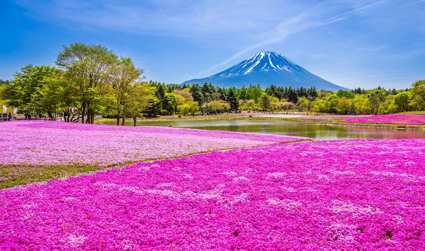 ทัวร์ญี่ปุ่น โอซาก้า โตเกียว 6 วัน 4 คืน JTG292 เทศกาลฟูจิชิบะซากุระ ปราสาทมัตสึโมโต้ หมู่บ้านมรดกโลกชิราคาวาโกะ บิน TG (BKK)