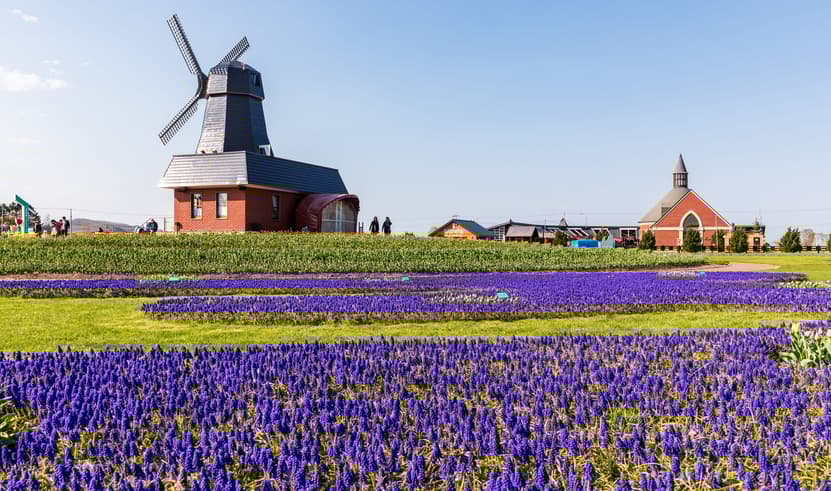 ทัวร์ญี่ปุ่น ฮอกไกโด 7 วัน 4 คืน JPL-CTS-11 ฟาร์มสุนัขจิ้งจอกฮอกไกโด ทุ่งดอกทิวลิป  น้ำตกกิงกะ บิน JL (BKK)  