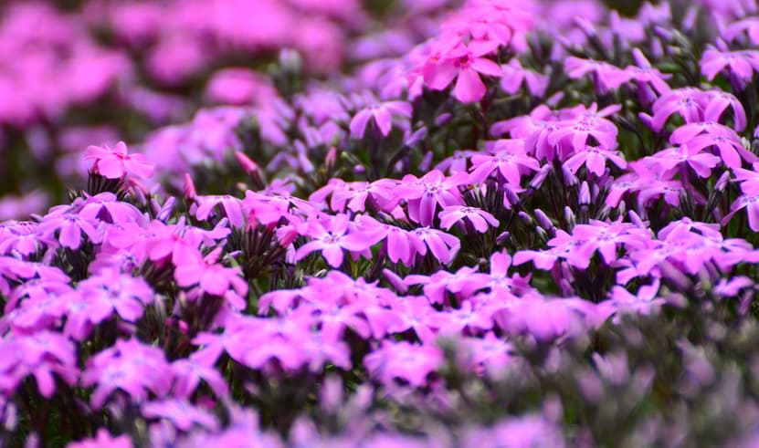 ทัวร์ญี่ปุ่น ฮอกไกโด 7 วัน 4 คืน JPL-CTS-12 หมู่บ้านจิิ้งจอก สวนดอกชิบะซากุระ ล่องเรือชมวาฬ บิน Japan Airlines (BKK)