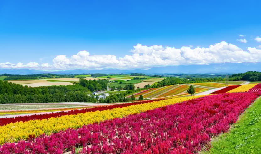 ทัวร์ญี่ปุ่น ฮอกไกโด 5 วัน 3 คืน JXJ295 เนินพระพุทธเจ้า ฟาร์มโทมิตะ สวนชิกิไซโนะโอ คลองโอตารุ บิน XJ (DMK)