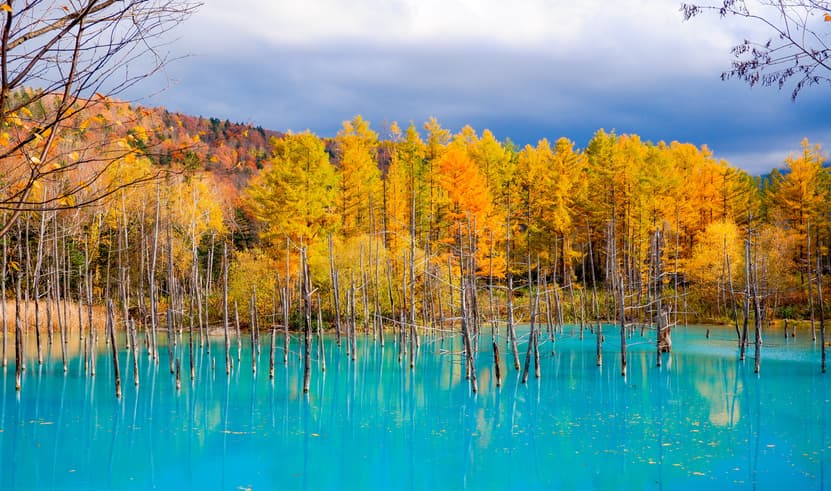 ทัวร์ญี่ปุ่น ฮอกไกโด 5 วัน 3 คืน CTS67 สวนชิกิไซโนะโอกะ โทมิตะฟาร์ม เนินแห่งพระพุทธเจ้า บ่อน้ำสีฟ้า บิน XJ (DMK)