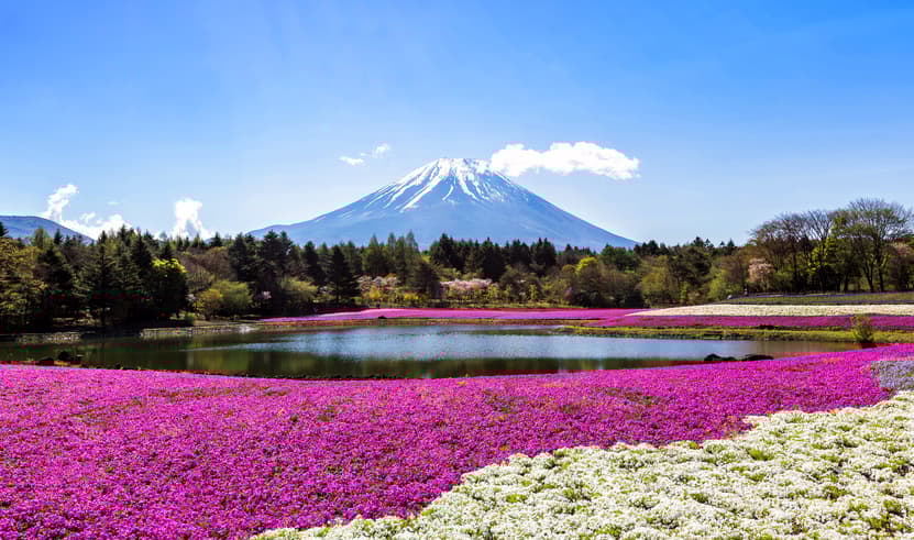 ทัวร์ญี่ปุ่น โตเกียว 5 วัน 3 คืน PJPNRT27-SL ชมวิว FUJIYAMA TOWER เทศกาลฟูจิดอกไม้ชิบะซากุระ หมู่บ้านน้าใส โอชิโนะฮักไก บิน SL (DMK)
