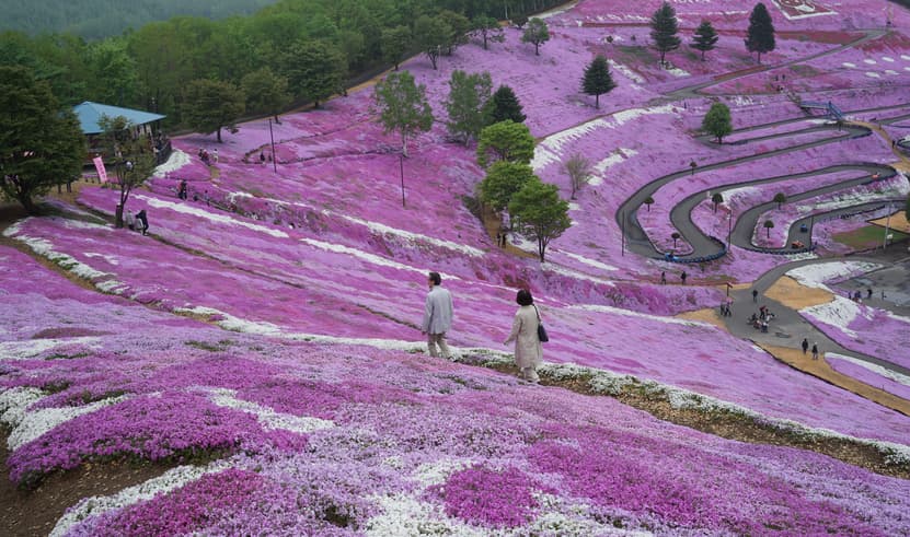 ทัสร์ญี่ปุ่น ฮอกไกโด 6 วัน 4 คืน GO2CTS-TG080  เมืองโซอุนเคียว  ชมทุ่งดอกชิบะซากุระ คลองโอตารุ บิน TG (BKK)