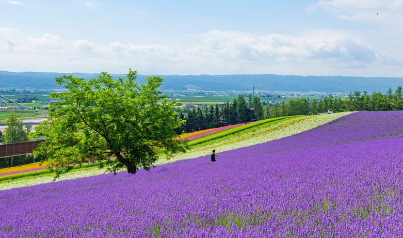 ทัวร์ญี่ปุ่น ฮอกไกโด 5 วัน 3 คืน CVZCTS1 น้ำตกชิราฮิเกะ สวนดอกไม้ชิกิไซ โนะ โอกะ ย่านช้อปปิ้งทานุกิโคจิ ซูซูกิโนะ บิน VZ (BKK)