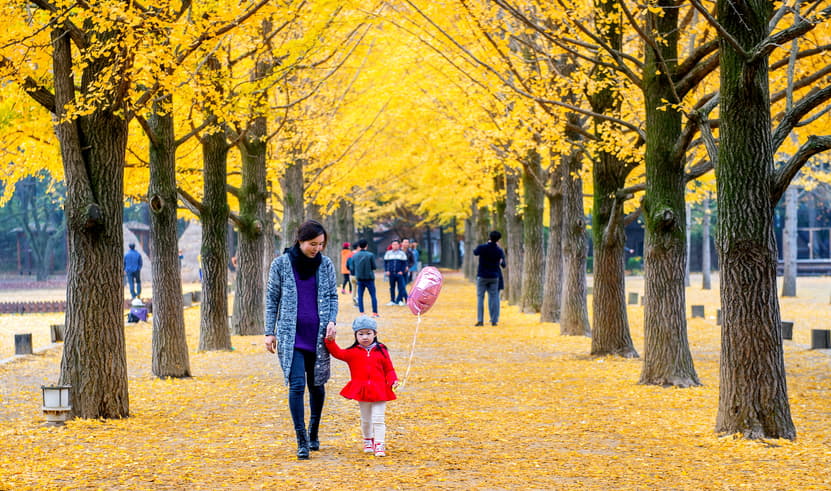 ทัวร์เกาหลี  5 วัน 4 คืน WDICN003 เกาะนามิ โซล ย่านฮงแด บิน 