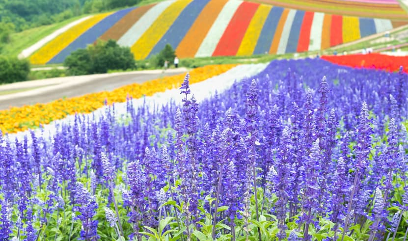 ทัวร์ญี่ปุ่น ฮอกไกโด 5 วัน 3 คืน XJ355 ฟาร์มโทมิตะ เมืองซัปโปโร ย่านซูซูกิโนะ บิน XJ (DMK)