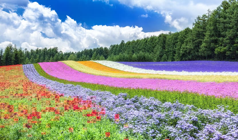 ทัวร์ญี่ปุ่น ฮอกไกโด 5 วัน 3 คืน BT-CTS_S03_XJ โทมิตะฟาร์ม คลองโอตารุ นาทุกิโคจิ บิน XJ (DMK)