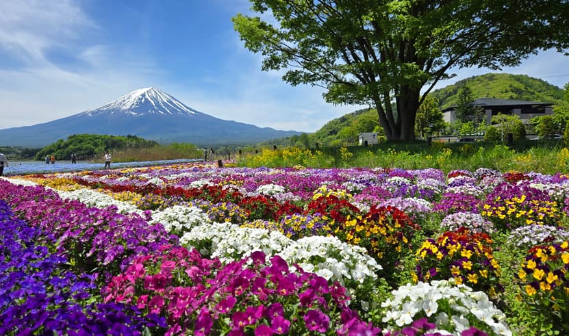 ทัวร์ญี่ปุ่น โตเกียว 5 วัน 3 คืน JVZ286X วัดโคโตคุอิน เทศกาล Kawaguchiko อิสระเที่ยวหนึ่งวัน บิน VZ (BKK) 