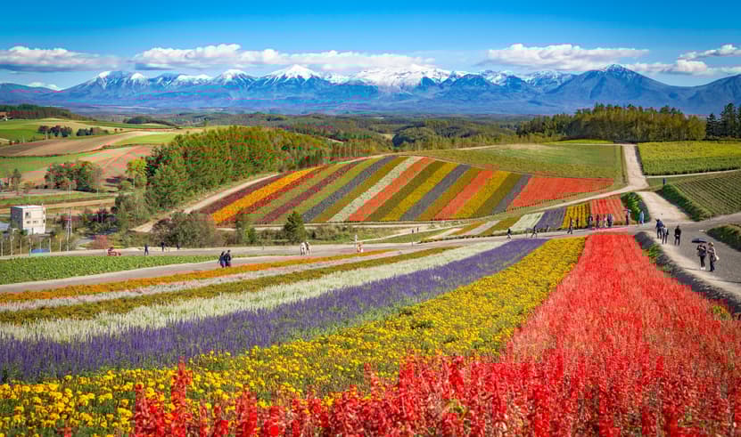 ทัวร์ญี่ปุ่น ฮอกไกโด 5 วัน 3 คืน CTS69 อุทยานโมอาย ย่านเก่าทานุกิโคจิ ชมทุ่งดอกไม้เจ็ดสี อิสระหนึ่งวัน บิน XJ (DMK)