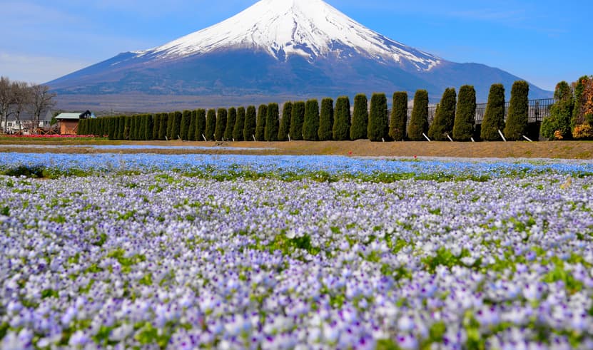 ทัวร์ญี่ปุ่น โตเกียว 6 วัน 4 คืน XJ357 สวนดอกไม้ฮานะโนะมิยาโกะ เกาะเอโนชิมะ วัดอาซากุสะ อิสระเที่ยวหนึ่งวัน บิน XJ (DMK) 