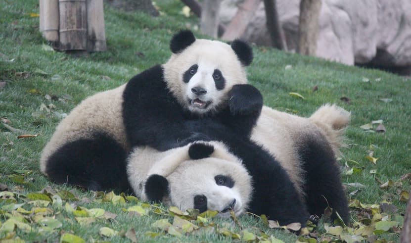 ทัวร์จีน เฉิงตู 5 วัน 4 คืน BT-CNXTFU56_EU สี่ดรุณี หุบเขาหมีแพนด้า ถนนโบราณจินหลี่ ฟรีเดย์หนึ่งวัน บิน EU (CNX)