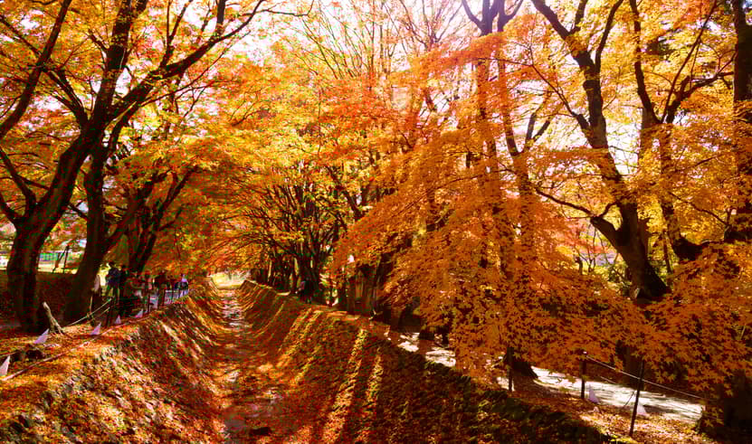 ทัวร์ญี่ปุ่น โตเกียว 5 วัน 4 คืน ZGNRT-2620NH อุโมงค์ใบไม้เปลี่ยนสี พระใหญ่คามาคุระ วัดอาซากุสะ อิสระเที่ยวหนึ่งวัน บิน NH (BKK)