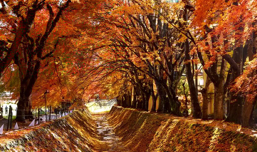 ทัวร์ญี่ปุ่น โตเกียว นิกโก้ 6 วัน 4 คืน GO2NRT-TG100  อุโมงค์ใบเมเปิ้ล ศาลเจ้าโทโชคุ ถนนต้นแปะก๊วย อิสระเที่ยวหนึ่งวัน บิน TG