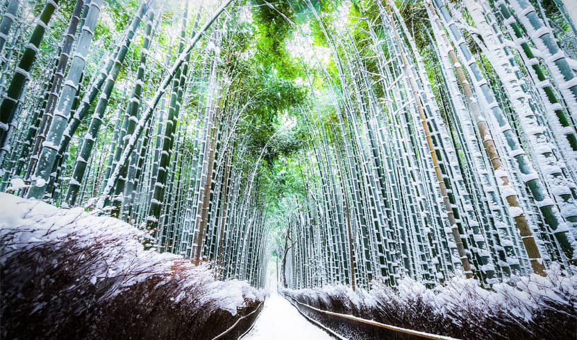 ทัวร์ญี่ปุ่น โอซาก้า เกียวโต 6 วัน 4 คืน ZGKIX-2701MM ลานกิจกรรมหิมะ ป่าไผ่อาราชิยามะ หมู่บ้านชิราคาวาโกะ อิสระเที่ยวหนึ่งวัน บิน MM (BKK)