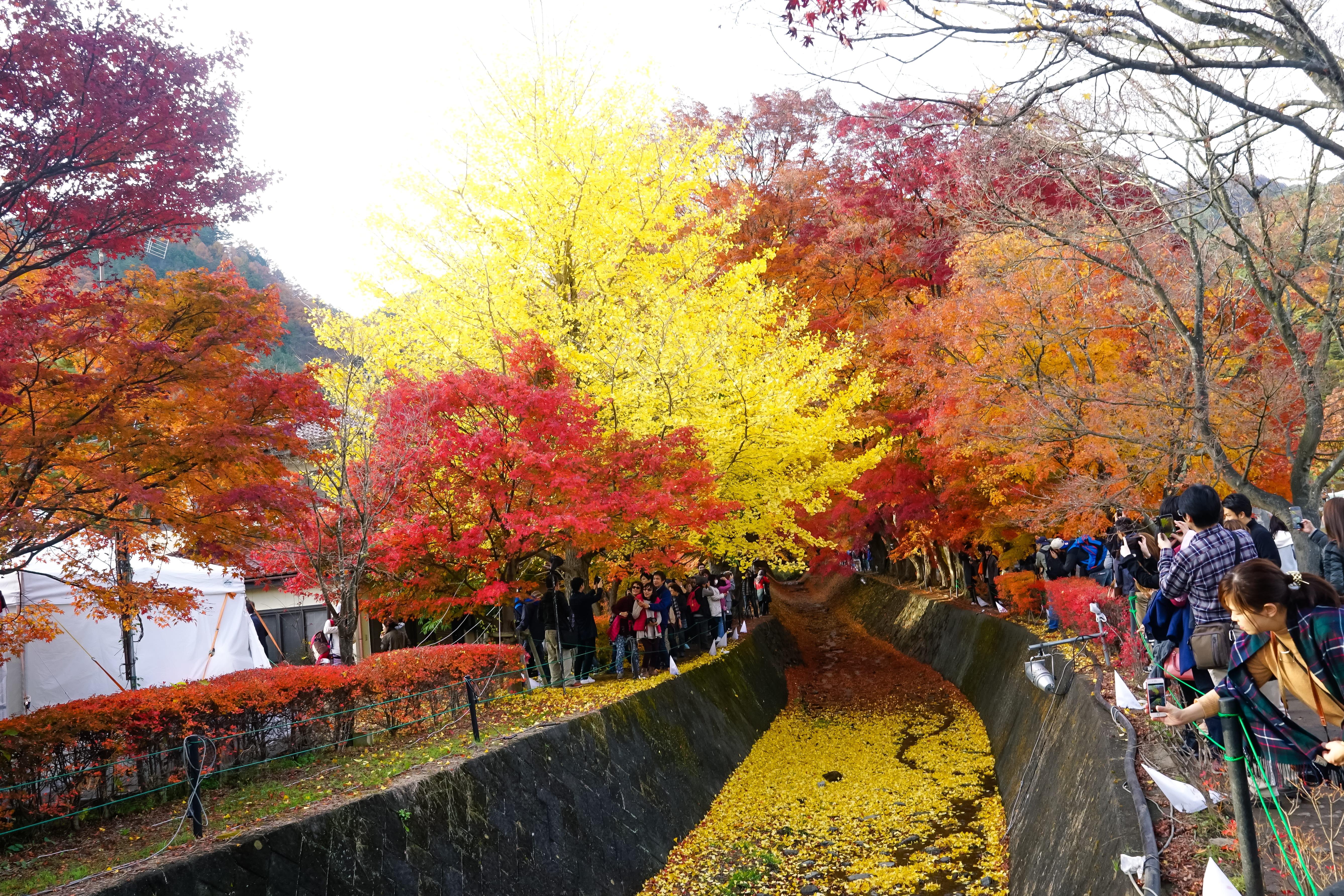 4 ประเทศ ยอดฮิต พิชิต ใบไม้เปลี่ยนสี