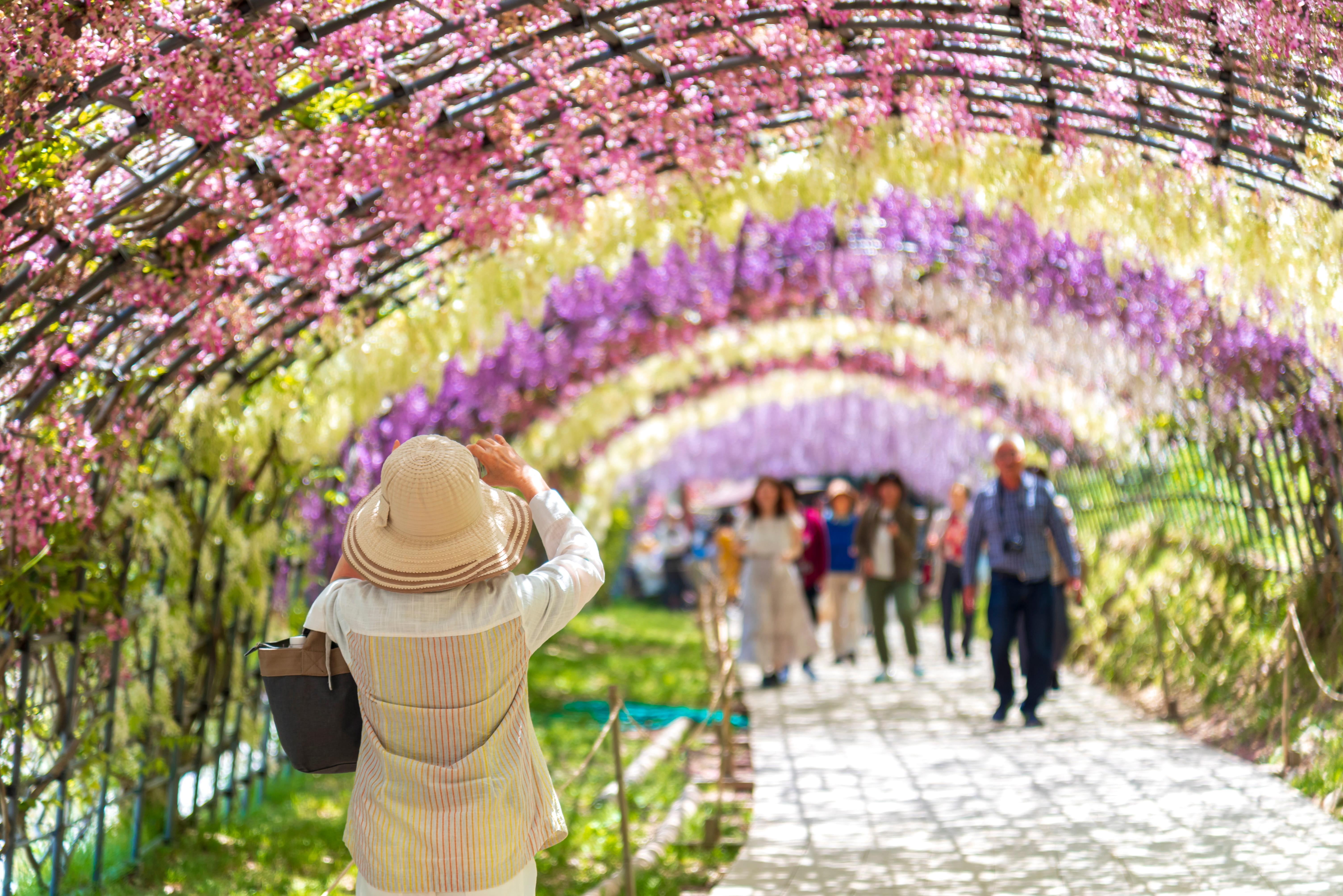 อุโมงค์วิสเทอเรีย - Kawachi Fuji (Wisteria) Garden