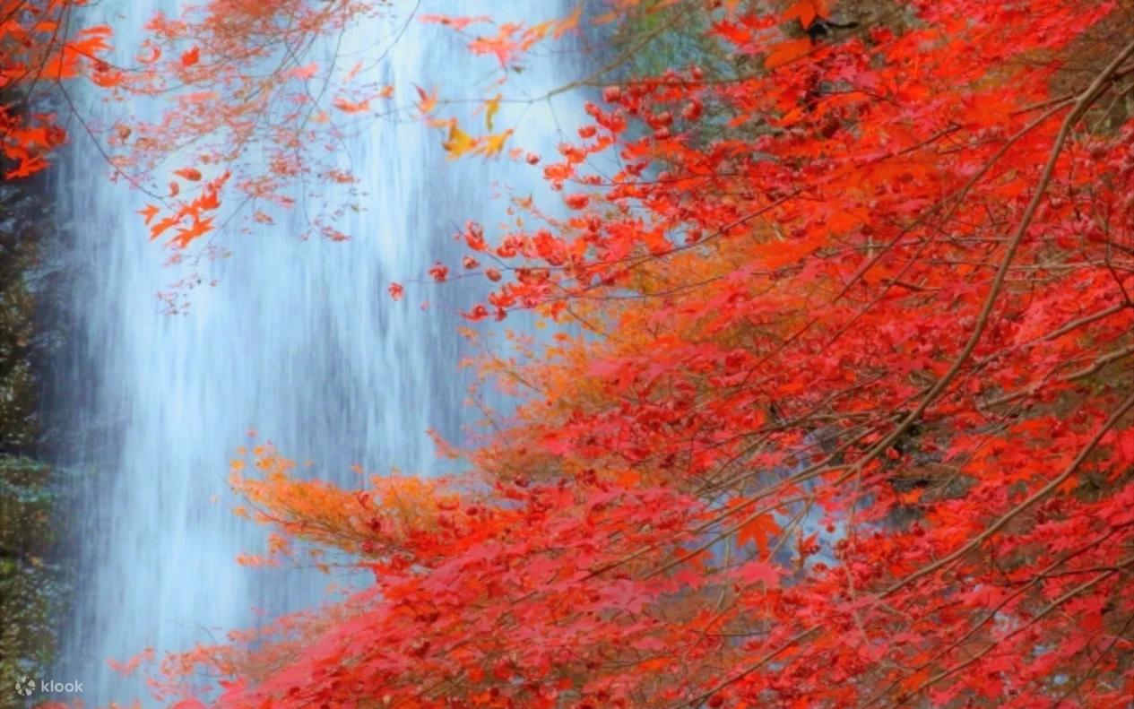 7 สถานที่ยอดฮิตชมใบไม้เปลี่ยนสีในญี่ปุ่น