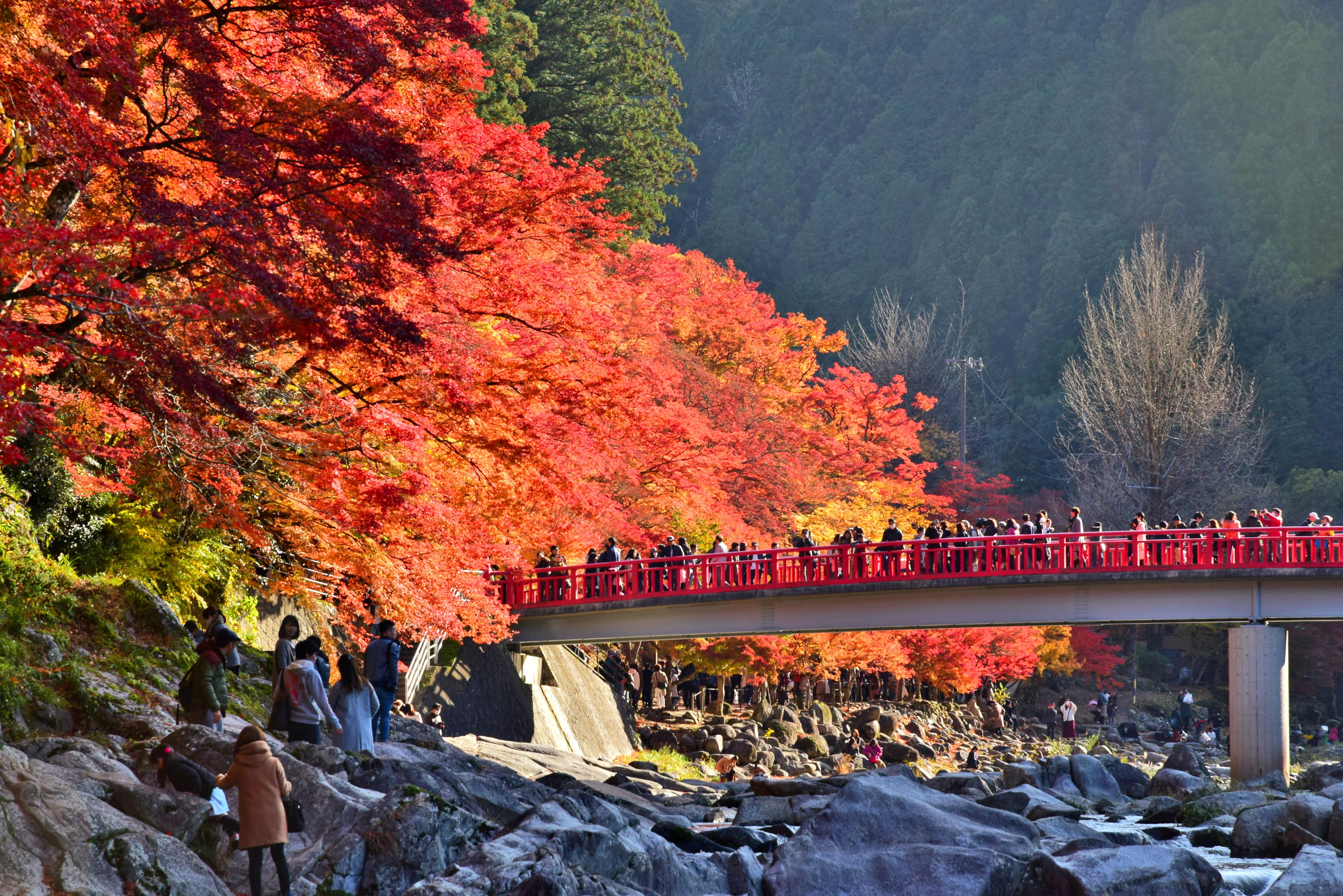 โค้งสุดท้าย บอกลาใบไม้เปลี่ยนสีที่ " โครังเค " (Korankei, 香嵐渓)
