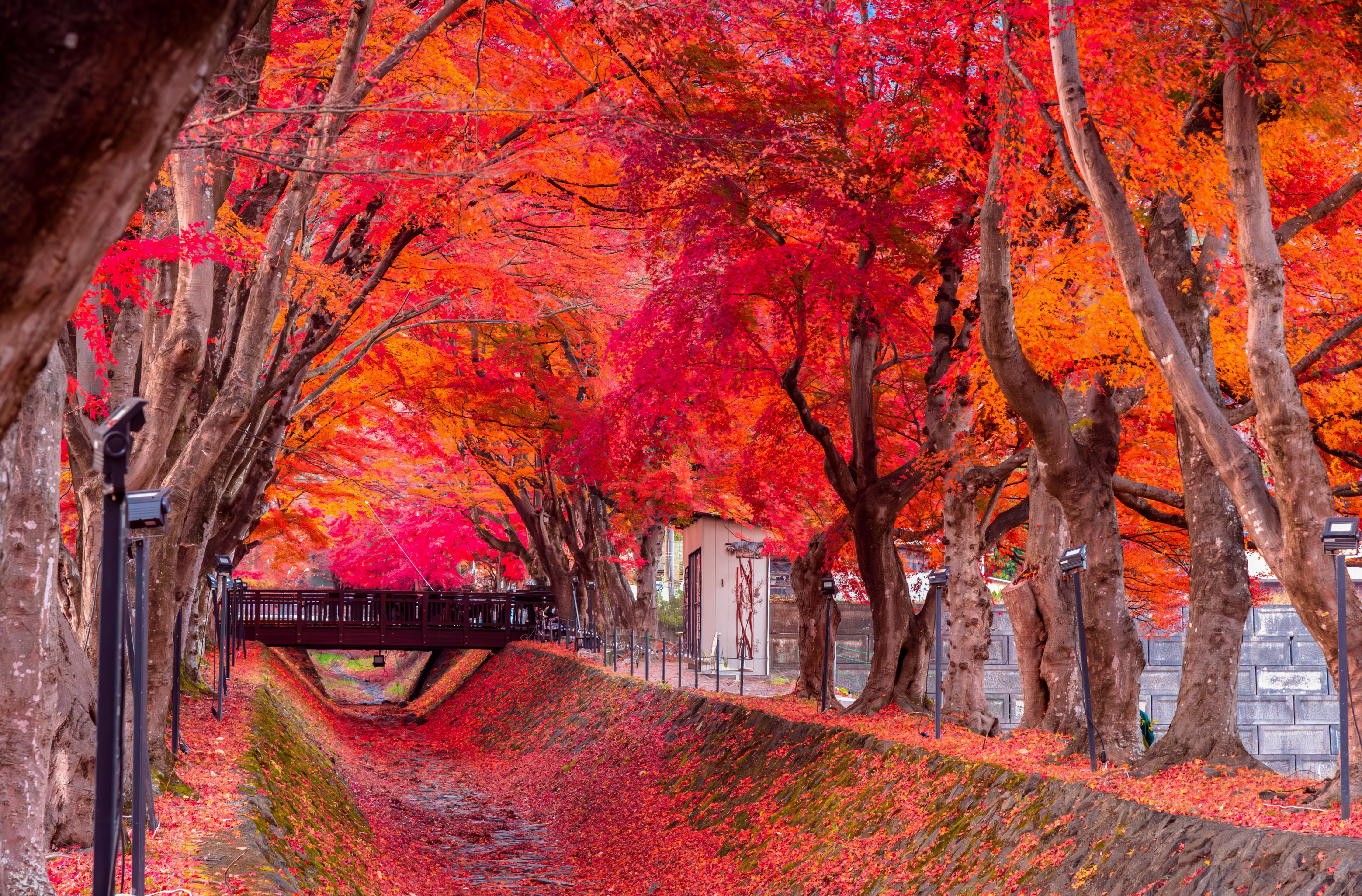 เตรียมตัวให้พร้อม ! พยากรณ์ใบไม้เปลี่ยนสี ญี่ปุ่น 2019