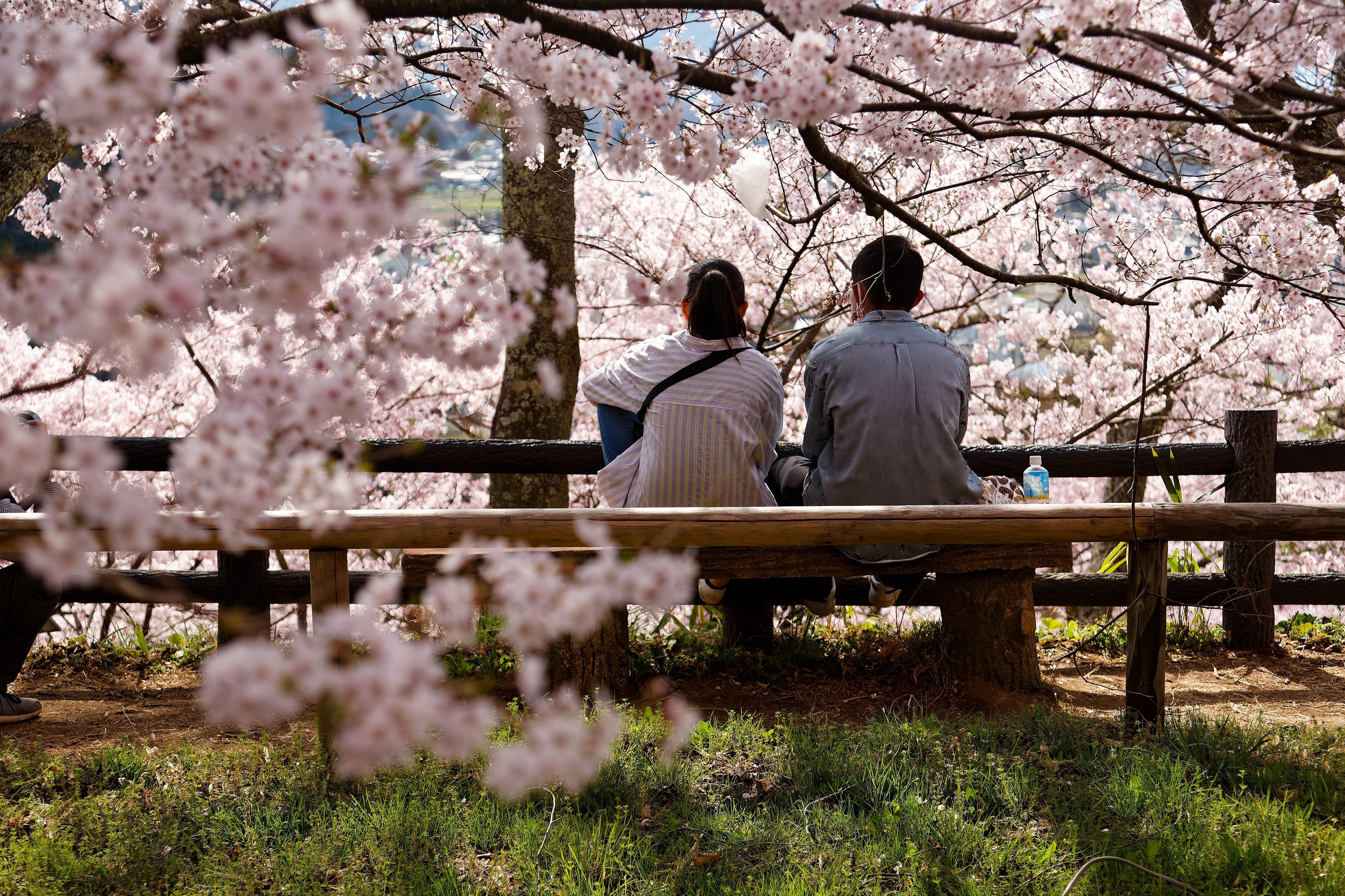 รวม 6 ไอเทมที่ต้องมี !! ก่อนไป "ชมซากุระ" งานนี้ดีต่อใจนั่งเพลินได้ทั้งวัน
