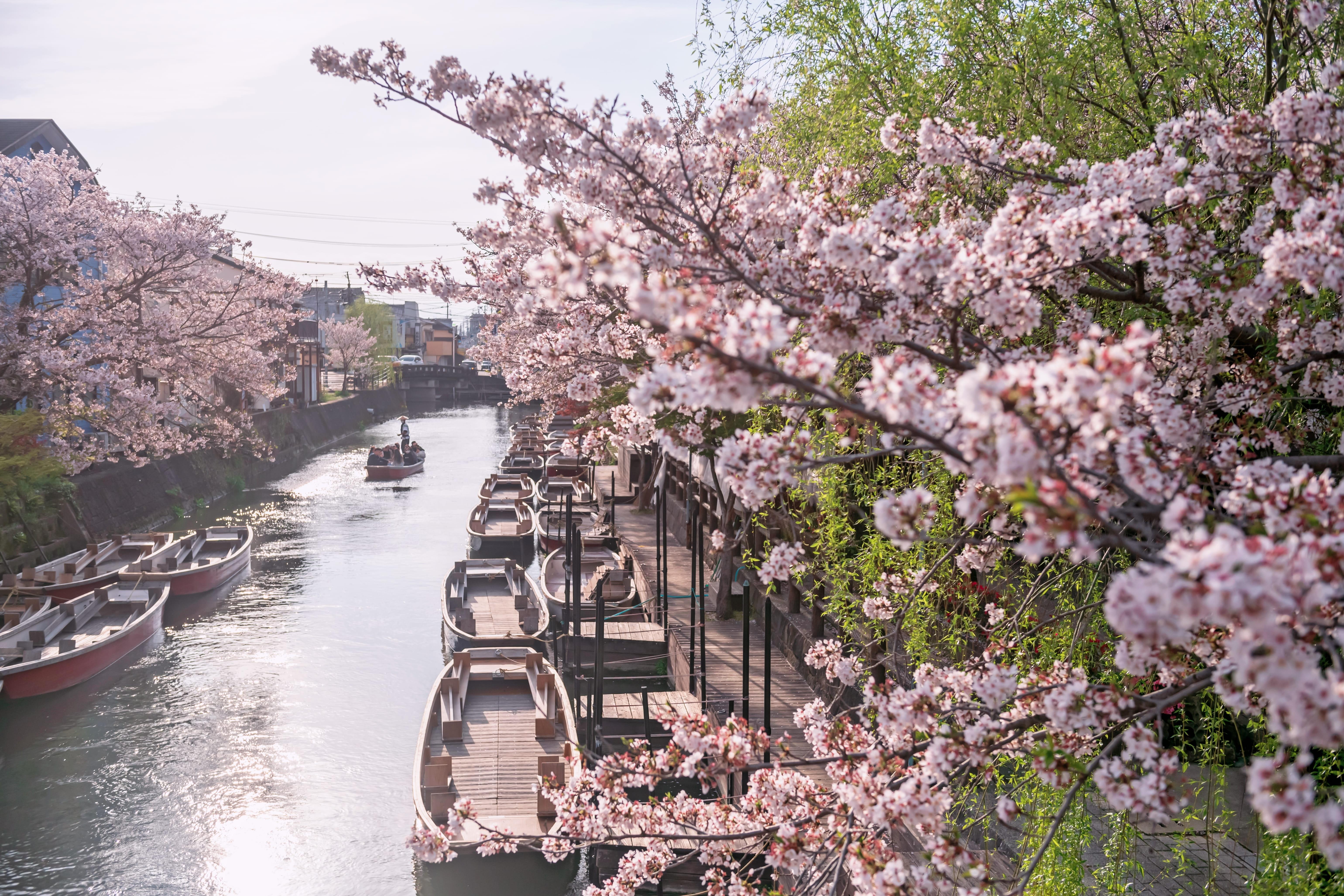 เทศกาลสุดพิเศษที่ห้ามพลาดใน ทัวร์ญี่ปุ่น เดือนมีนาคม !!