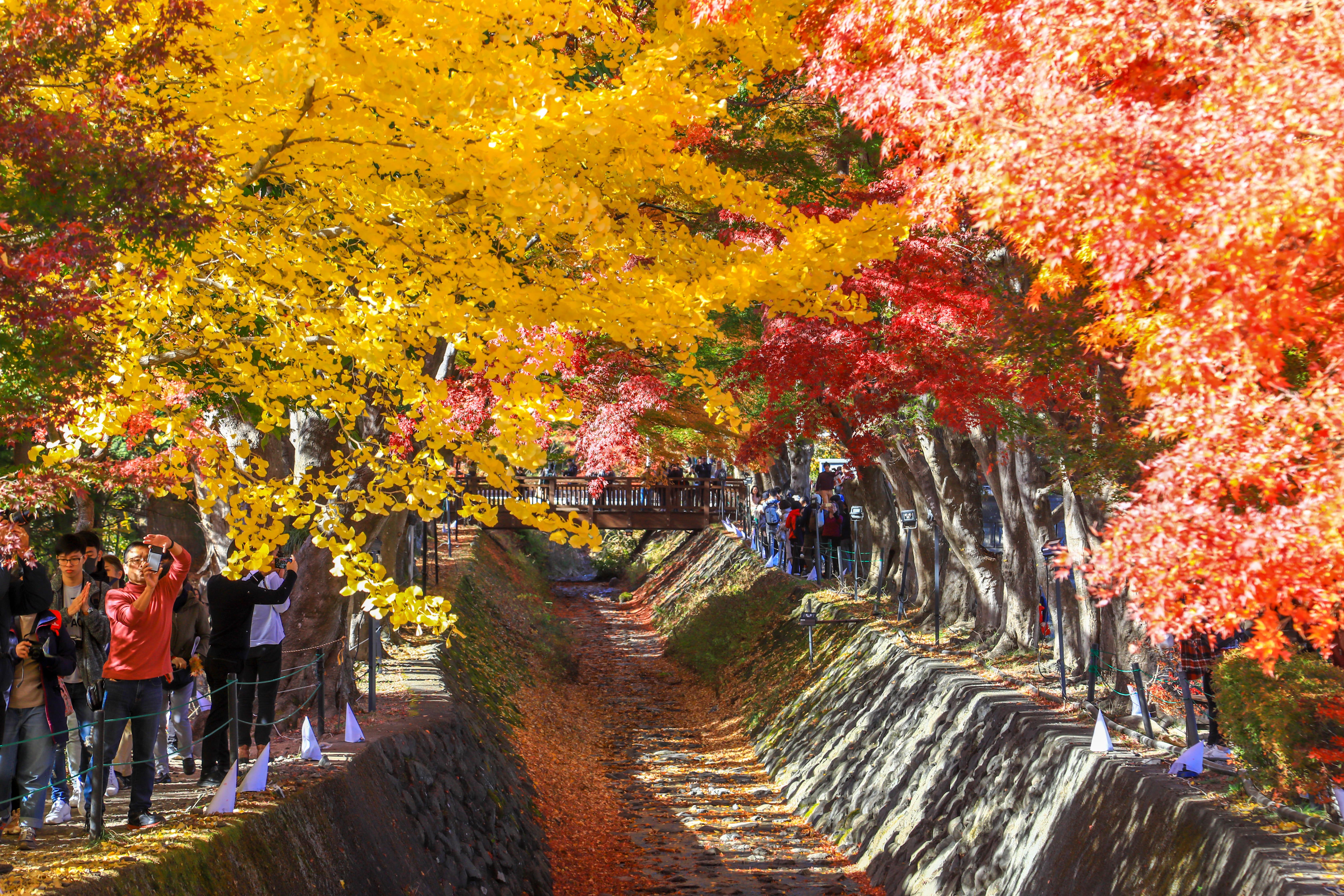 เที่ยวญี่ปุ่นครั้งนี้ห้ามพลาด! 8 พิกัด ชมใบไม้เปลี่ยนสีที่โตเกียว