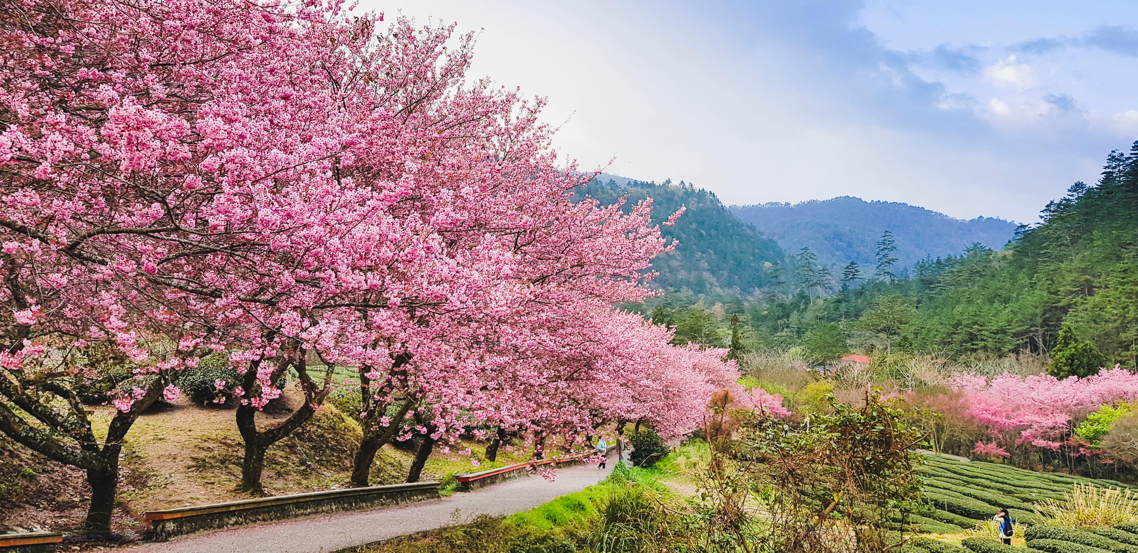 ปังไม่หยุด 10 จุดชมซากุระในไต้หวัน สวยไม่แพ้ที่ใดในโลก 
