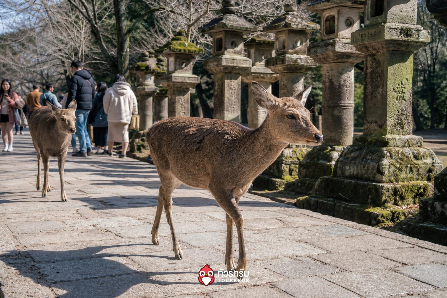 เที่ยวญี่ปุ่นปีใหม่ สวนนารา (Nara Park)