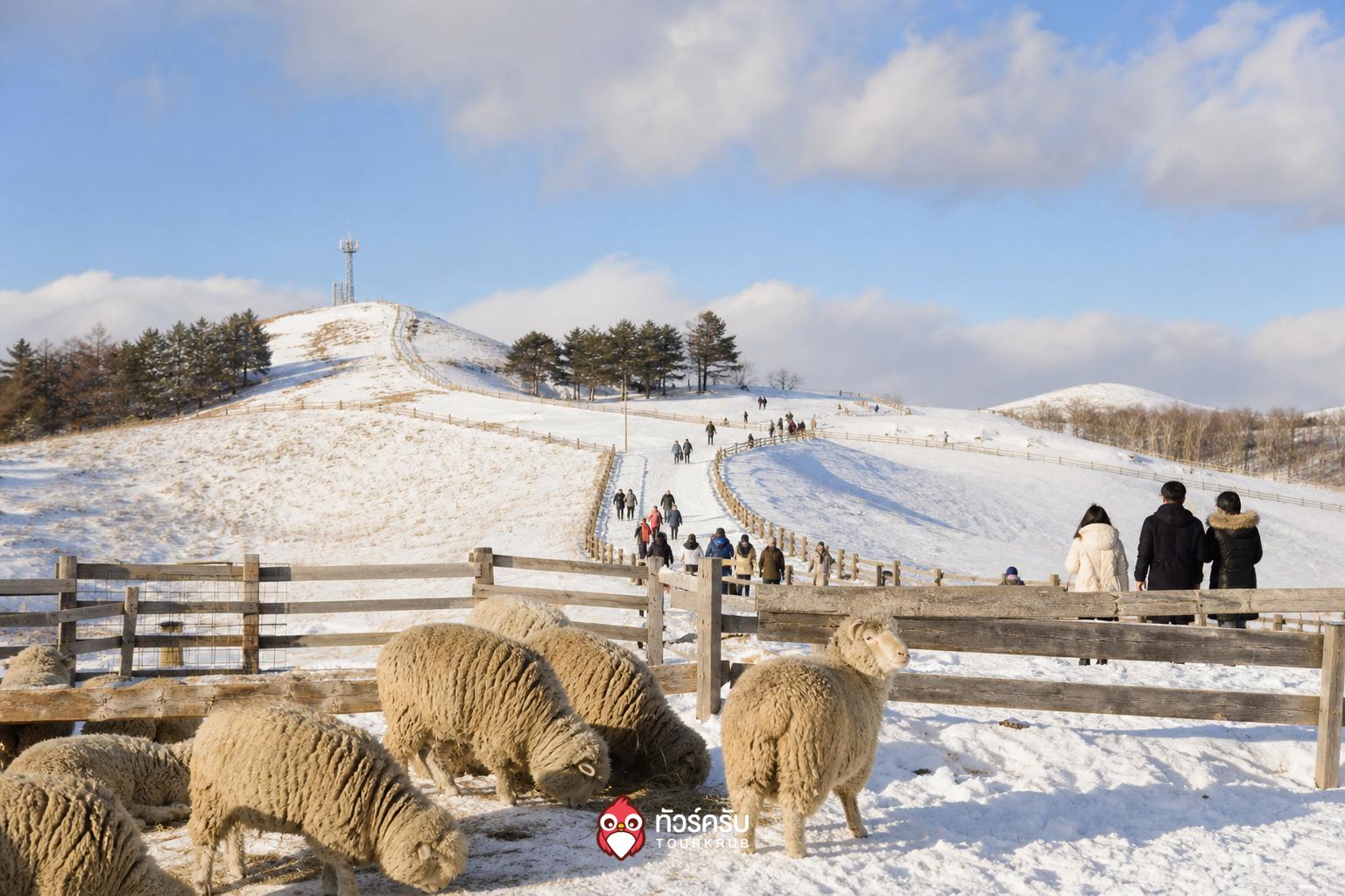 ที่เที่ยวเกาหลีหน้าหนาว ฟาร์มแกะแดกวานรยอง (Daegwallyeong Sheep Farm)