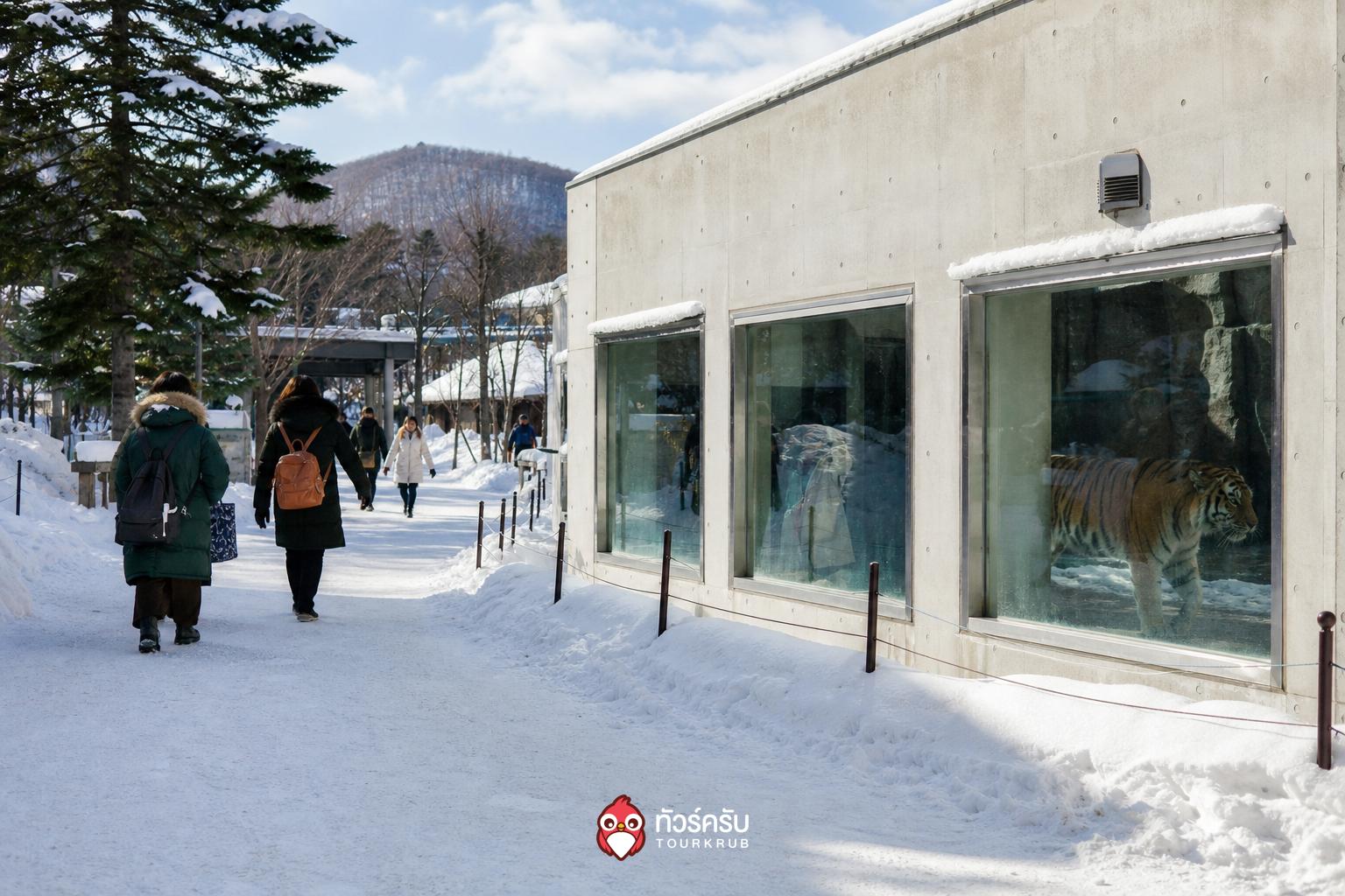 ที่เที่ยวญี่ปุ่นหิมะ สวนสัตว์อาซาฮิยามะ (Asahiyama Zoo)