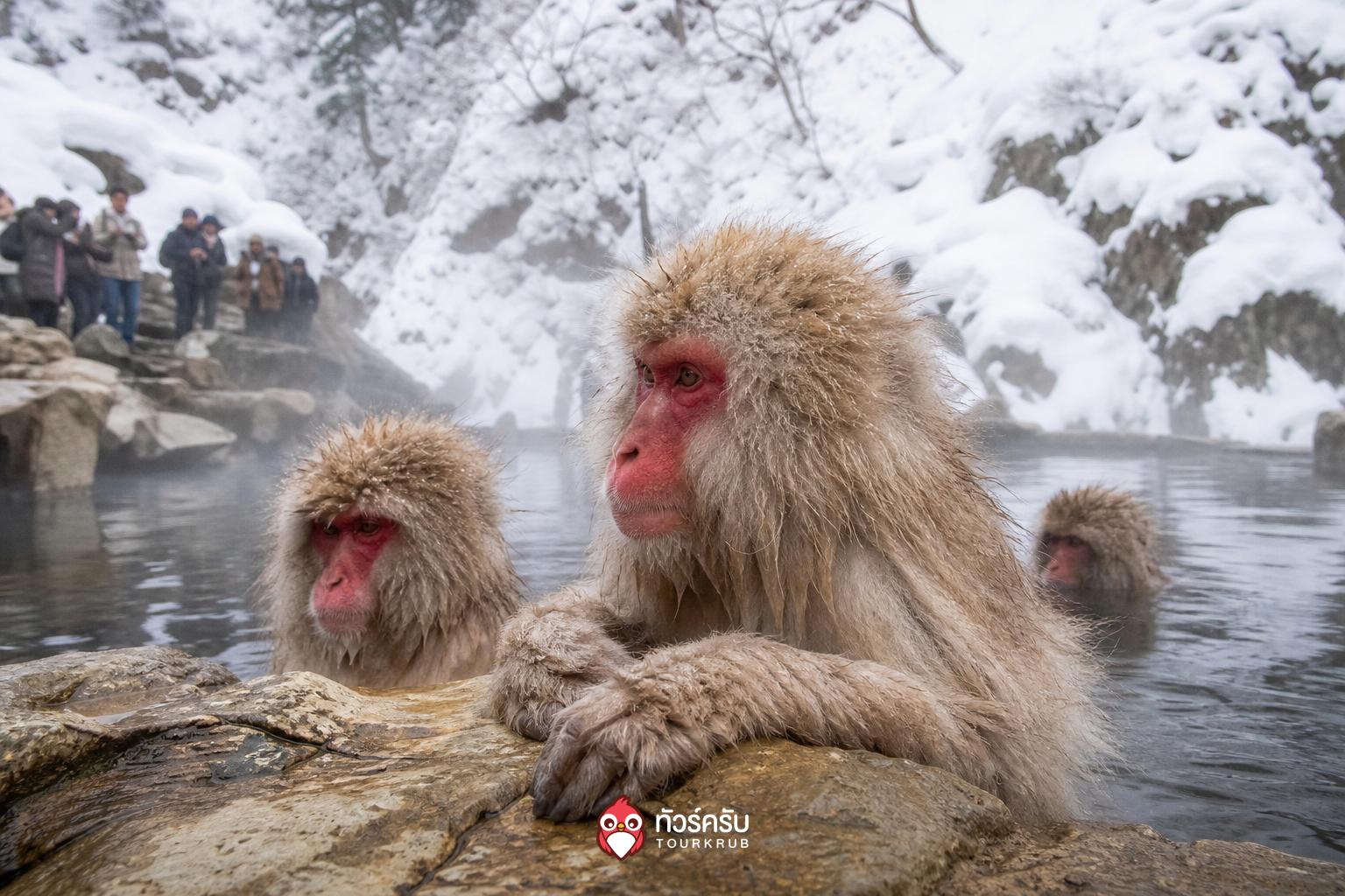 ที่เที่ยวญี่ปุ่นหิมะ จิโกกุดานิ ยาเอ็นโคเอ็น (Jigokudani Yaen-Koen)