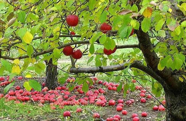 สวนแอปเปิ้ลญี่ปุ่น