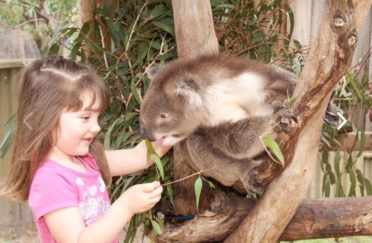 สวนสัตว์พื้นเมือง Maru Koala and Animal Park