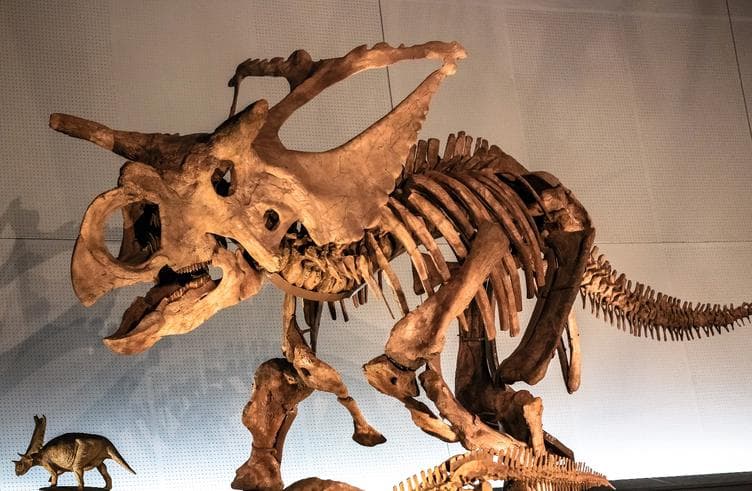 พิพิธภัณฑ์ไดโนเสาร์แห่งจังหวัดฟุคุอิ