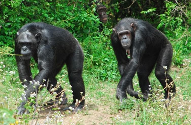 ศูนย์ศึกษาลิงชิมแปนซีโอลเพเจตา
