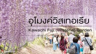 อุโมงค์วิสทีเรีย - Kawachi Fuji (Wisteria) Garden