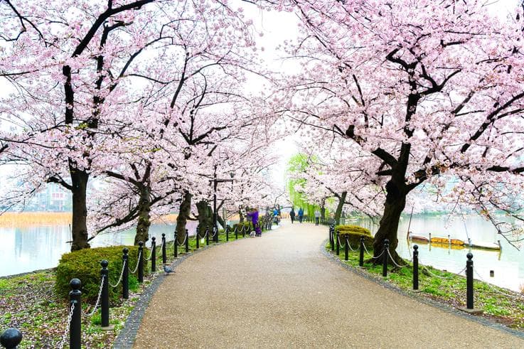 ทัวร์ญี่ปุ่น โตเกียว 6 วัน 4 คืน ชมซากุระสวนอุเอโนะ อิสระท่องเที่ยวในโตเกียว บิน MH