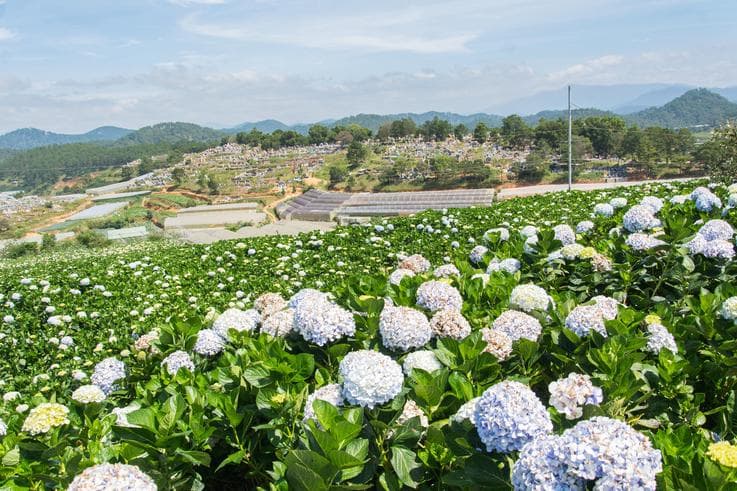 ทัวร์เวียดนามใต้ ดาลัด 3 วัน 2 คืน พระราชวังฤดูร้อน สวนดอกไฮเดรนเยีย นั่งกระเช้าขึ้นวัดตั๊กลัม บิน VZ