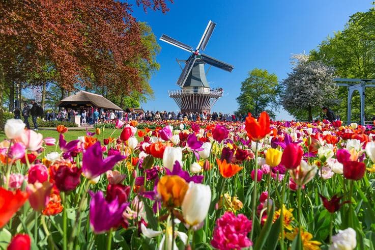 ทัวร์ยุโรป เบลเยี่ยม เนเธอร์แลนด์ 6 วัน 3 คืน เทศกาลดอกไม้เคอเคนฮอฟ ล่องเรือหลังคากระจกชมเมือง บิน TG