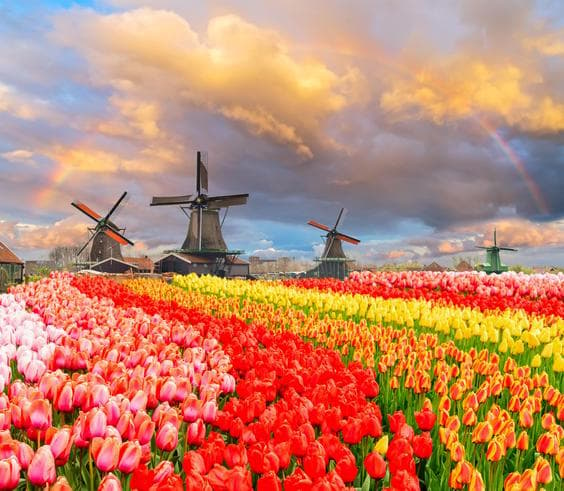 ทัวร์ยุโรป เบลเยียม เนเธอร์แลนด์ ฝรั่งเศส 7 วัน 4 คืน เทศกาลดอกไม้เคอเคนฮอฟ ล่องเรือแม่น้ำแซนน์ บิน TG