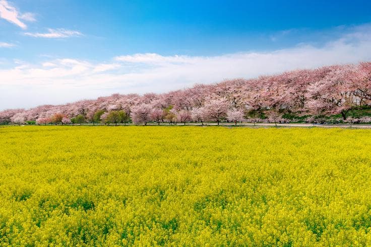 ทัวร์ญี่ปุ่น โตเกียว 5 วัน 3 คืน สวนดอกไม้ฮิตาชิซีไซด์ปาร์ค ภูเขาไฟฟูจิ(ชั้น5) ชมซากุระที่เมืองไซตามะ บิน XJ