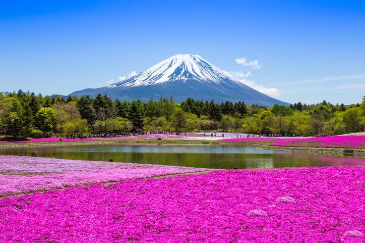 ทัวร์ญี่ปุ่น โอซาก้า โตเกียว 6 วัน 4 คืน เทศกาลทุ่งดอกไม้ ฟูจิชิบะซากรุะ นั่งรถไฟชินคันเซ็น บิน TG