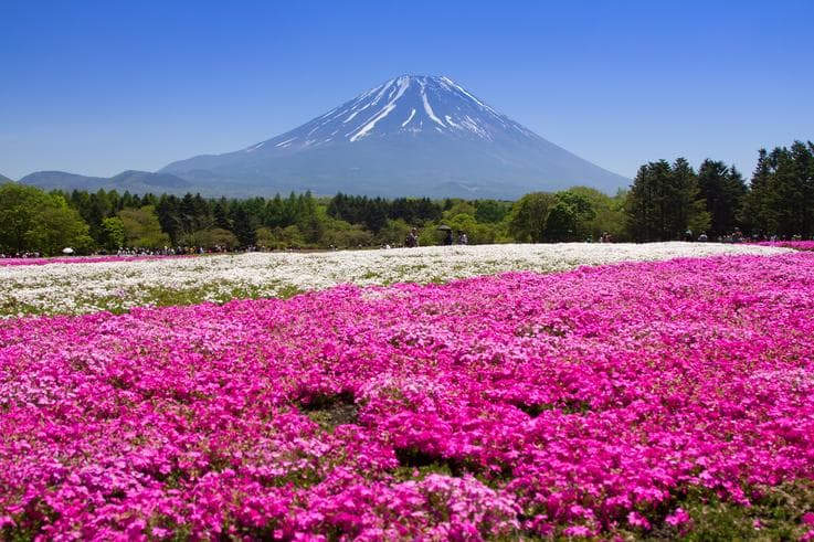 ทัวร์ญี่ปุ่น โตเกียว 6 วัน 3 คืน ศาลเจ้าฟูจิเซ็นเก็น ทุ่งดอกเนโมฟิลา เทศกาลทุ่งดอกไม้ ฟูจิชิบะซากุระ(ขึ้นอยู่กับสภาพอากาศ) บิน NH  