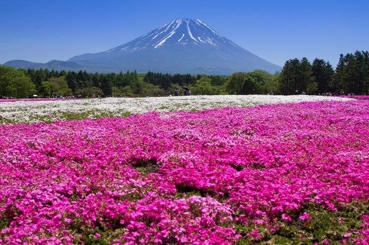 ทัวร์ญี่ปุ่น โตเกียว 5 วัน 3 คืน ภูเขาไฟฟูจิ(ชั้น5) ทุ่งดอกพิงค์มอส หุบเขาโอวาคุดานิ บิน XJ