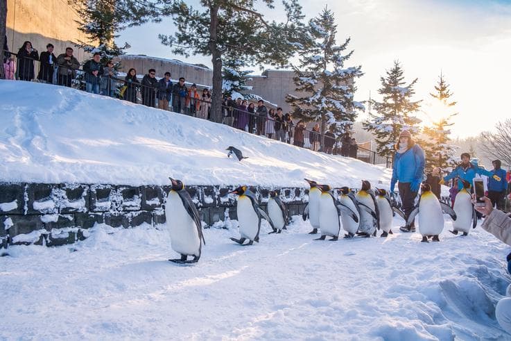ทัวร์ญี่ปุ่น ฮอกไกโด 5 วัน 3 คืน สวนสัตว์อาซาฮิยามะ อิสระเล่นสกีลานสกีชิกิไซ บิน TG