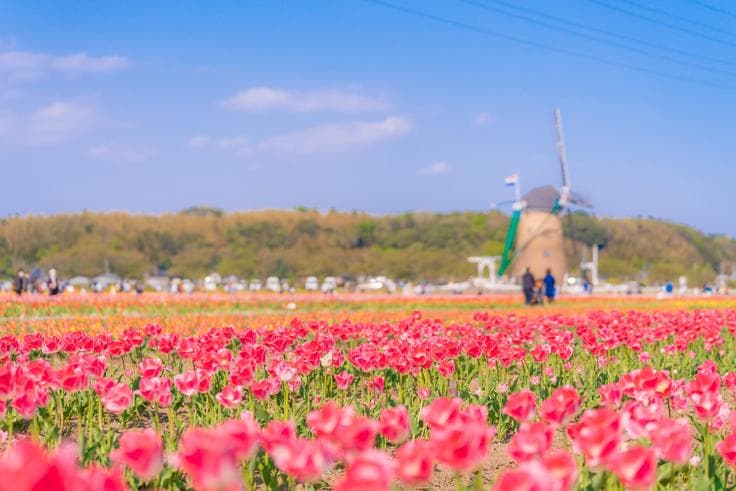 ทัวร์ญี่ปุ่น โตเกียว 5 วัน 3 คืน เทศกาลประดับไฟที่หมู่บ้านเยอรมัน เทศกาล Tulip Festival 2019 บิน XW *(เก็บทิปที่สนามบิน)