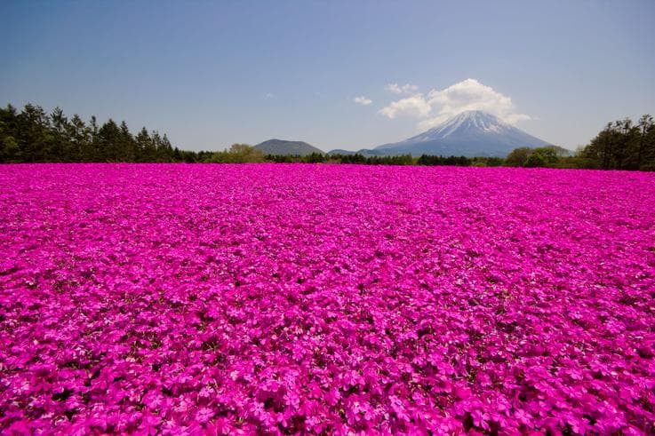 ทัวร์ญี่ปุ่น โตเกียว 5 วัน 3 คืน ทุ่งดอกชิบะซากุระ ชมดอกวิสทีเรียศาลเจ้าคาเมโดะเท็นจิน (วันอิสระ) บิน XW