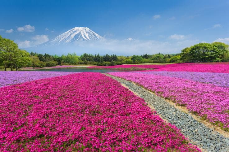 ทัวร์ญี่ปุ่น โตเกียว 6 วัน 4 คืน ชมดอกชิบะซากุระ/ดอกลาเวนเดอร์ อุทยานฮาโกเน่ บิน TG (วันอิสระ2วัน)