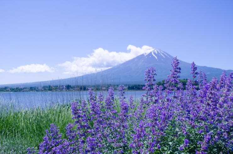 ทัวร์ญี่ปุ่น โตเกียว 5 วัน 3 คืน ภูเขาไฟฟูจิ ชั้น 5 ชมชิบะซากุระ หรือ ลาเวนเดอร์ ณ สวนดอกไม้โออิชิปาร์ค บิน TG