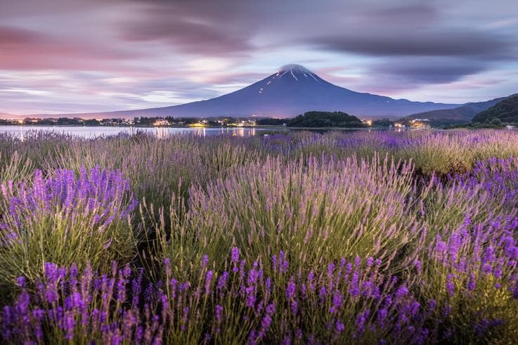 ทัวร์ญี่ปุ่น โตเกียว 5 วัน 3 คืน ภูเขาไฟฟูจิชั้น 5 ชมทุ่งดอกลาเวนเดอร์ บิน XJ